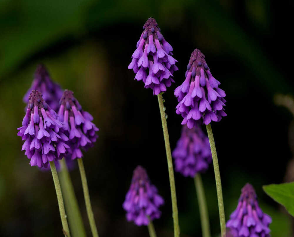 野生植物漫谈—报春花