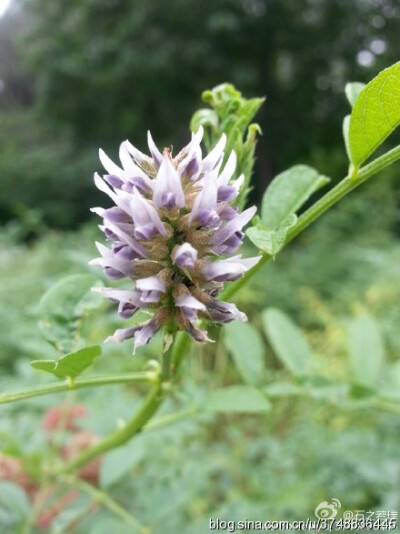 【石之若璞-花事-夏日觅花影】中文学名：刺果甘草~ 拉丁学名： Glycyrrhiza~ 别 称：胡苍耳、马狼秆、马狼柴、狗甘草~ 蔷薇目 Rosales-豆亚目 Leguminosineae-豆科 Leguminosae-甘草属 Glycyrrhiza-刺果甘草 Glyc…