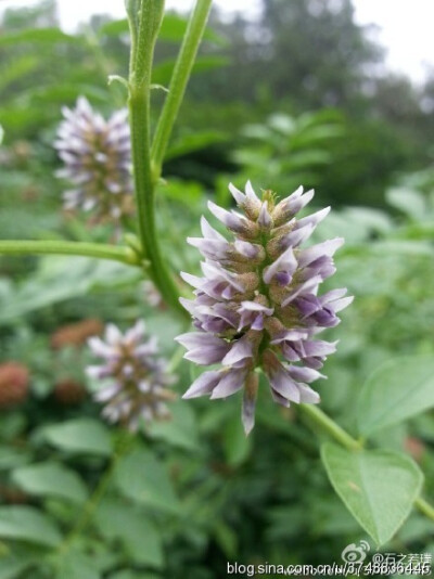 【石之若璞-花事-夏日觅花影】中文学名：刺果甘草~ 拉丁学名： Glycyrrhiza~ 别 称：胡苍耳、马狼秆、马狼柴、狗甘草~ 蔷薇目 Rosales-豆亚目 Leguminosineae-豆科 Leguminosae-甘草属 Glycyrrhiza-刺果甘草 Glyc…