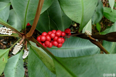 草金牛Marantodes pumilum（Labisia pumila ）。又名矮小草金牛，报春花科草金牛属多年生草本。叶卵圆形或椭圆形，平行脉，全缘。花序腋生，花白色。果红色。产马来西亚及印度尼西亚。本属1种。