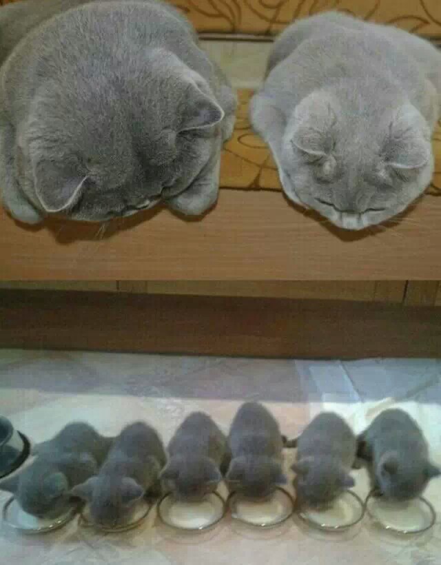 猫爸猫妈