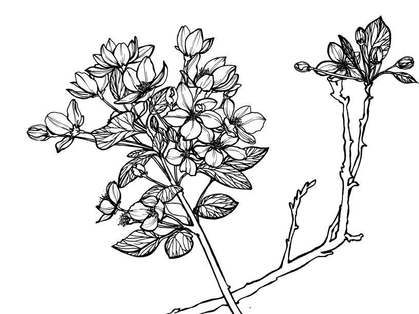 79最近的作业,手绘植物花朵,之后变形,设计装饰纹样