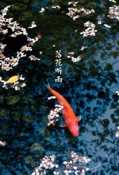 国风 锦鲤