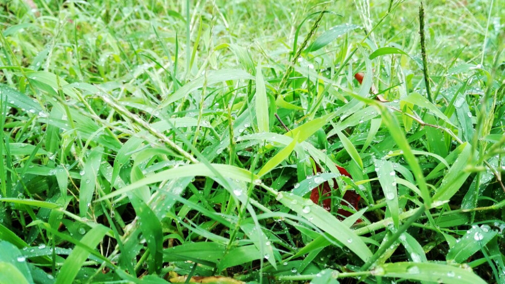 雨后的青草夹着雨滴