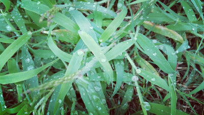 雨后的青草夹着雨滴