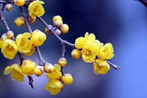 蜡梅（拉丁学名： Chimonanthus praecox (Linn.) Link （《Flora of China》）），英文名：Winter Sweet，中文别名：金梅、腊梅、蜡花、黄梅花。 蜡梅科蜡梅属，落叶灌木，常丛生。冬末先叶开花。 花语： 哀愁悲怀的慈爱心，高尚的心灵。