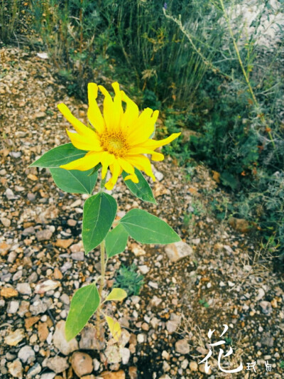 石上的花 这个加了水印……