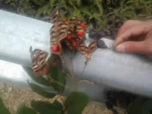 花榈木  学  名： 0rmosia henryi Prain 别  名： 花梨木 臭木 臭桐柴     科： 豆科  蝶形花亚科     属： 红豆树属      国家Ⅱ级重点保护野生植物。 提起花榈木(花梨木)，人们无不为其心材具有绚丽美观的木纹而称奇。花榈木系蝶形花科常绿乔木，奇数羽状复叶，四五月开花，花序顶生或腋生，花冠蝶形，白色小而香。荚果9月成熟，种子鲜红色。