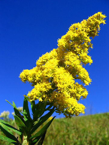 9.26生日花：巨大秋麒鳞（Gigantic Goldenrod） 花语：逆流（Back Current）3世纪的圣人，西布利安和居斯提那之花。受到这种花祝福而生的人，个性有点叛逆，敢向世界的常理挑战，这样的你，适合温和平稳的恋情。因为在平常的生活中，紧张占了一大半，所以两人独处的时候，就可以放松一下心情。