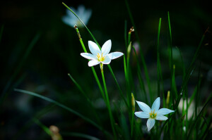 葱莲（学名：Zephyranthes candida （Lindl.）Herb.），又名玉帘、葱兰等，多年生草本植物。 葱莲花语：初恋、纯洁的爱 这世界上只有两种纯洁的爱情,一种是初恋,另一种是到终老的时候仍能和相襦以沫、举案齐眉、朝夕相伴的爱人度过的爱情。而葱兰则因为它的洁白而给人们赋予了它纯洁的爱情的花语。