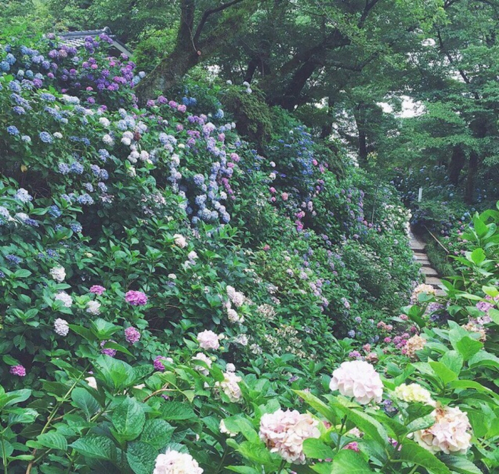 紫阳花·绣球花