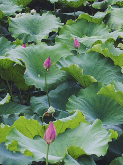 梦回芙蓉浦