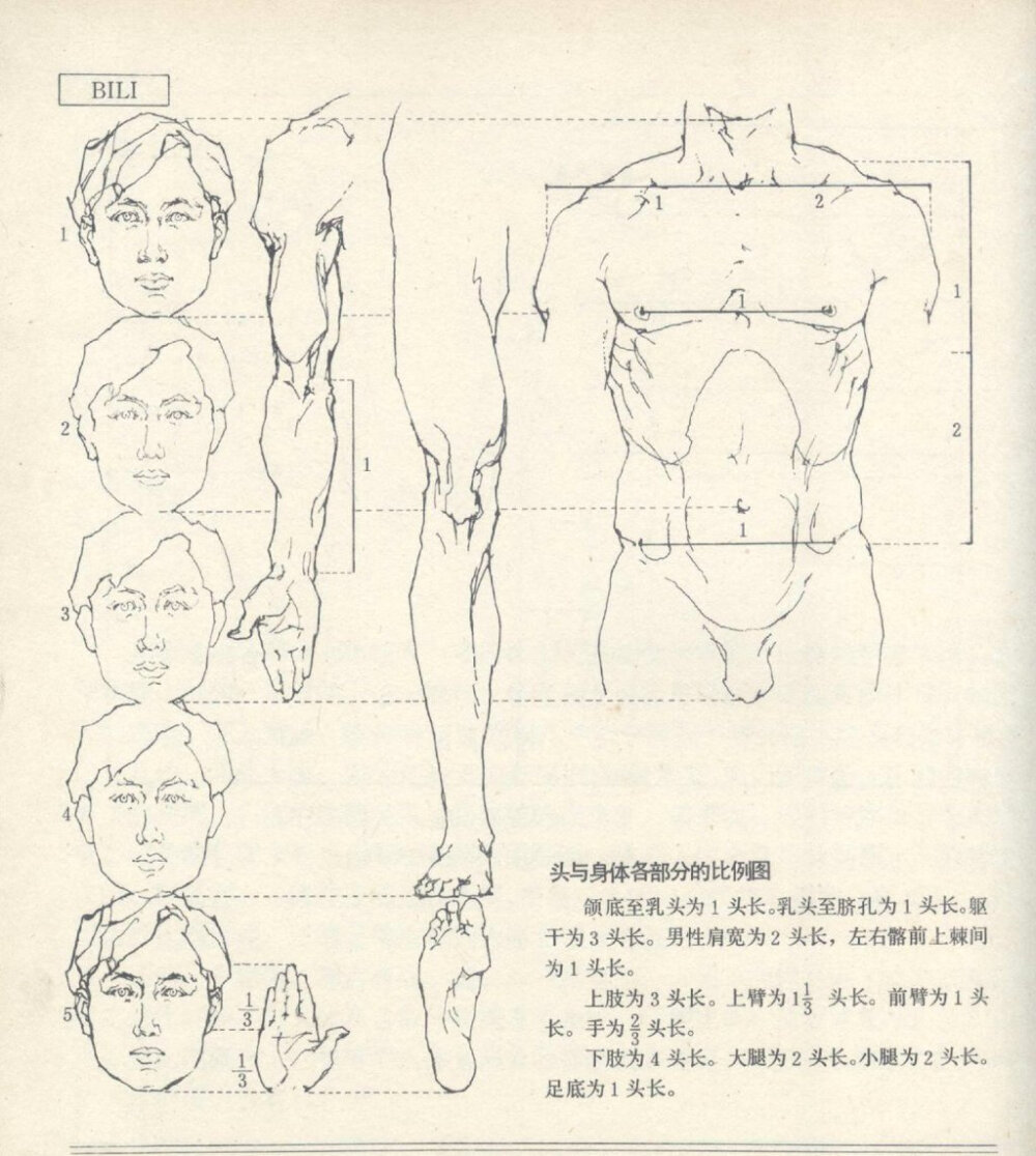 人体结构图片