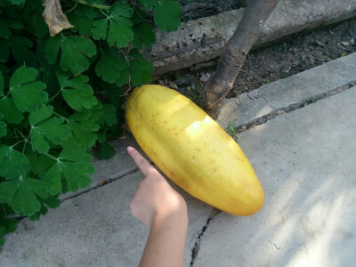 这才叫真正的黄瓜，惊呆了。【摄于奶奶家的小菜园】