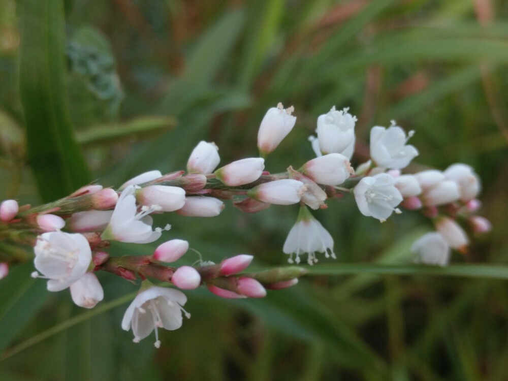 外婆家的花