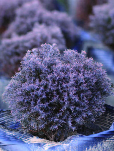 5- 皮球柏： 推荐理由：不需要修剪就能自然生 长成球形，小巧可爱，皮实好养。 夏季的时候是清新的绿色，到了冬 季则冻成了紫红色。