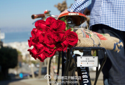 bike &amp;amp; rose