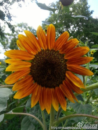 【石之若璞-花事-夏日觅花影】中文学名：向日葵~ 拉丁学名：Helianthus annuus~ 别 称：朝阳花、转日莲、向阳花、望日莲、太阳花~ 桔梗目 Campanulales-菊科 Compositae-向日葵属 Helianthus-向日葵 Helianthus annu…