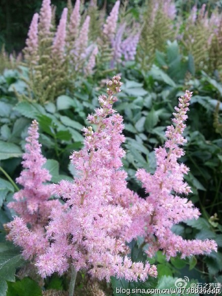 【石之若璞-花事-夏日觅花影】中文学名：落新妇~ 拉丁学名：Astilbe chinensis (Maxim.) Franch. et Savat.~ 别 称：小升麻，术活，马尾参，山花七，阿根八，铁火钳，金毛三七~ 蔷薇目 Rosales-虎耳草亚目 Saxifragineae-虎耳草科 Saxifragaceae-落新妇属 Astilbe-落新妇 Astilbe chinensis~