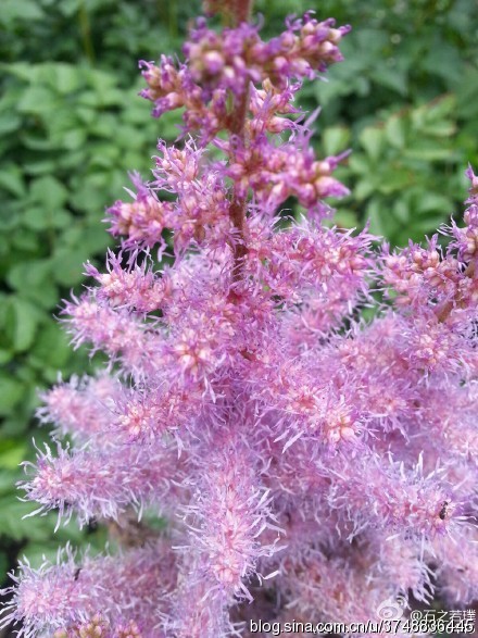 【石之若璞-花事-夏日觅花影】中文学名：落新妇~ 拉丁学名：Astilbe chinensis (Maxim.) Franch. et Savat.~ 别 称：小升麻，术活，马尾参，山花七，阿根八，铁火钳，金毛三七~ 蔷薇目 Rosales-虎耳草亚目 Saxifragineae-虎耳草科 Saxifragaceae-落新妇属 Astilbe-落新妇 Astilbe chinensis~