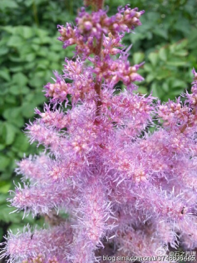 【石之若璞-花事-夏日觅花影】中文学名：落新妇~ 拉丁学名：Astilbe chinensis (Maxim.) Franch. et Savat.~ 别 称：小升麻，术活，马尾参，山花七，阿根八，铁火钳，金毛三七~ 蔷薇目 Rosales-虎耳草亚目 Saxifr…