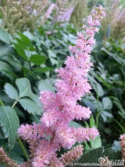 【石之若璞-花事-夏日觅花影】中文学名：落新妇~ 拉丁学名：Astilbe chinensis (Maxim.) Franch. et Savat.~ 别 称：小升麻，术活，马尾参，山花七，阿根八，铁火钳，金毛三七~ 蔷薇目 Rosales-虎耳草亚目 Saxifragineae-虎耳草科 Saxifragaceae-落新妇属 Astilbe-落新妇 Astilbe chinensis~