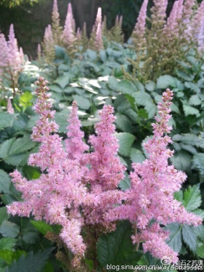 【石之若璞-花事-夏日觅花影】中文学名：落新妇~ 拉丁学名：Astilbe chinensis (Maxim.) Franch. et Savat.~ 别 称：小升麻，术活，马尾参，山花七，阿根八，铁火钳，金毛三七~ 蔷薇目 Rosales-虎耳草亚目 Saxifr…