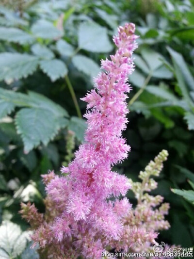 【石之若璞-花事-夏日觅花影】中文学名：落新妇~ 拉丁学名：Astilbe chinensis (Maxim.) Franch. et Savat.~ 别 称：小升麻，术活，马尾参，山花七，阿根八，铁火钳，金毛三七~ 蔷薇目 Rosales-虎耳草亚目 Saxifr…