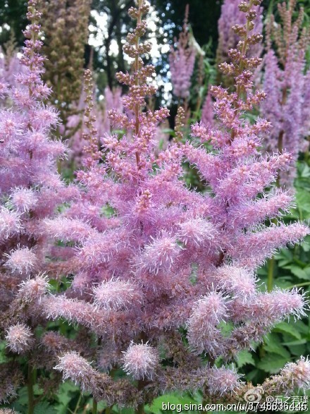 【石之若璞-花事-夏日觅花影】中文学名：落新妇~ 拉丁学名：Astilbe chinensis (Maxim.) Franch. et Savat.~ 别 称：小升麻，术活，马尾参，山花七，阿根八，铁火钳，金毛三七~ 蔷薇目 Rosales-虎耳草亚目 Saxifragineae-虎耳草科 Saxifragaceae-落新妇属 Astilbe-落新妇 Astilbe chinensis~