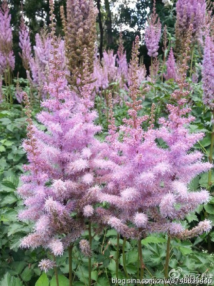 【石之若璞-花事-夏日觅花影】中文学名：落新妇~ 拉丁学名：Astilbe chinensis (Maxim.) Franch. et Savat.~ 别 称：小升麻，术活，马尾参，山花七，阿根八，铁火钳，金毛三七~ 蔷薇目 Rosales-虎耳草亚目 Saxifragineae-虎耳草科 Saxifragaceae-落新妇属 Astilbe-落新妇 Astilbe chinensis~