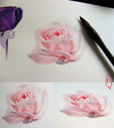 手绘水彩 花卉 玫瑰