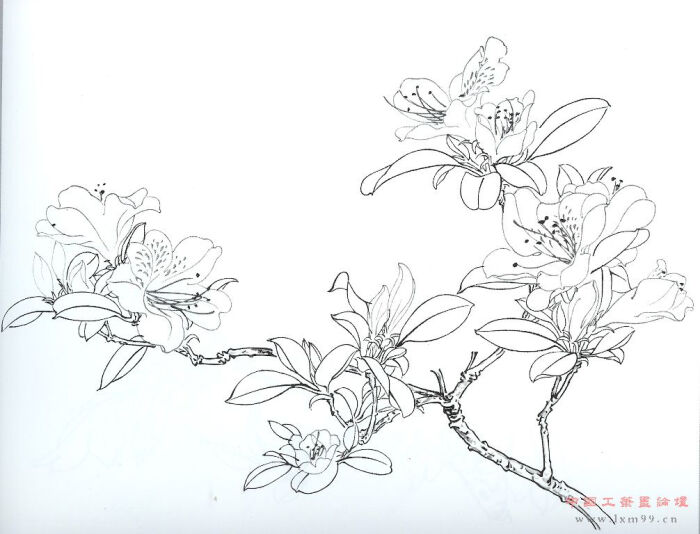 白描花 堆糖 美图壁纸兴趣社区