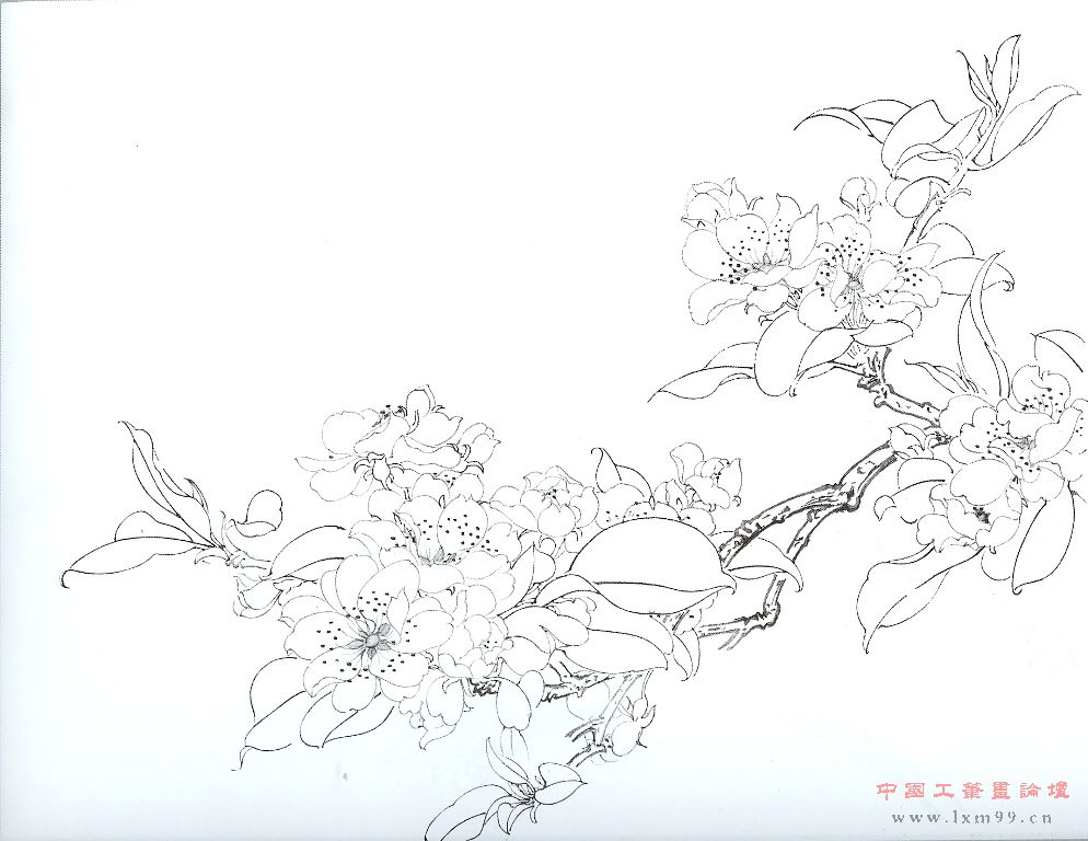 白描花