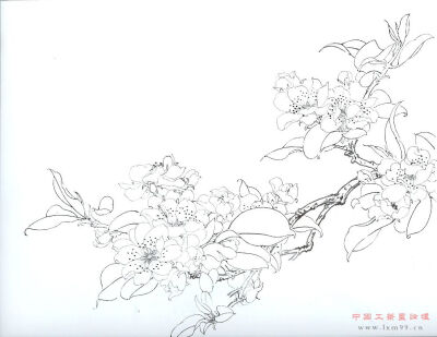 白描花