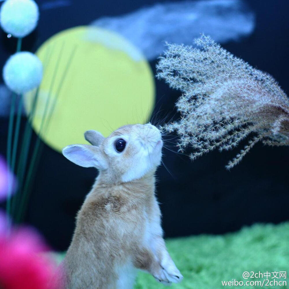 可爱萌宠宠物动物卖萌中秋节的兔子君4连发