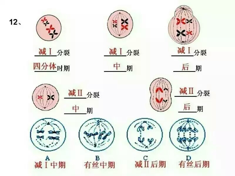 高中生物