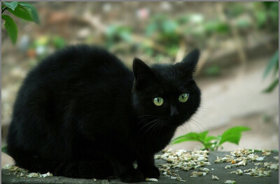 猫有脾气需要人哄这一点和我很像，但是被伤害后不再信任别人我却怎么也学不会