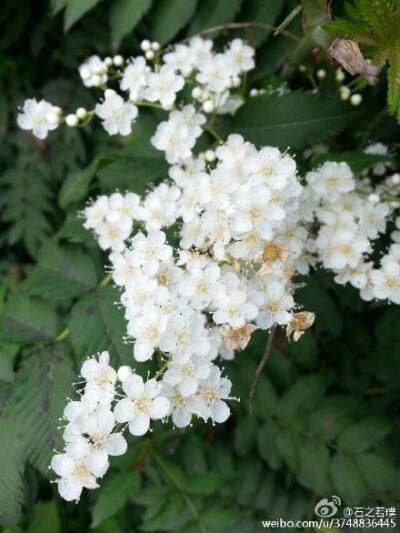 【石之若璞-花事-夏日觅花影】中文学名：珍珠梅~ 拉丁学名：Sorbaria sorbifolia (L.) A. Br.~ 别 称：山高粱条子，高楷子，八本条（东北土名）~ 蔷薇目 Rosales-蔷薇亚目 Rosineae-蔷薇科 Rosaceae-珍珠梅属 Sorbar…