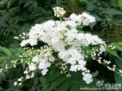 【石之若璞-花事-夏日觅花影】中文学名：珍珠梅~ 拉丁学名：Sorbaria sorbifolia (L.) A. Br.~ 别 称：山高粱条子，高楷子，八本条（东北土名）~ 蔷薇目 Rosales-蔷薇亚目 Rosineae-蔷薇科 Rosaceae-珍珠梅属 Sorbar…