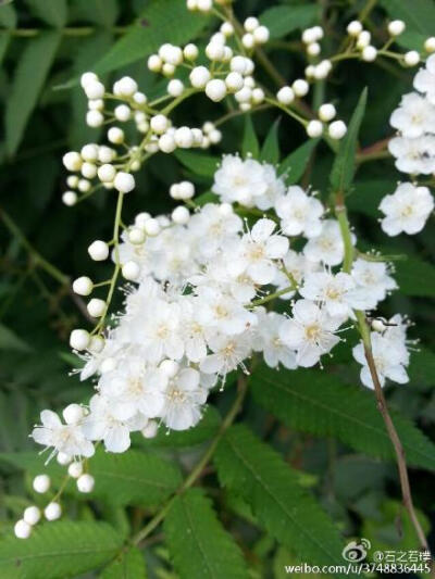 【石之若璞-花事-夏日觅花影】中文学名：珍珠梅~ 拉丁学名：Sorbaria sorbifolia (L.) A. Br.~ 别 称：山高粱条子，高楷子，八本条（东北土名）~ 蔷薇目 Rosales-蔷薇亚目 Rosineae-蔷薇科 Rosaceae-珍珠梅属 Sorbar…