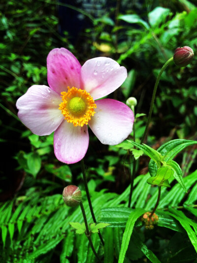 野棉花