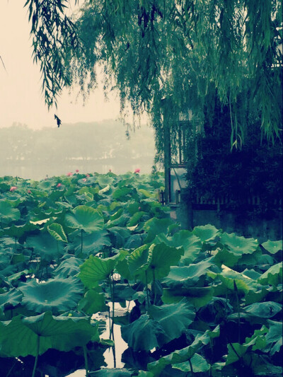 杭州：细雨飘，清风摇。杭州西湖，不可抵挡的古典美，好像与世隔绝的古代帝国，静静隐藏在这烟雨红尘中。