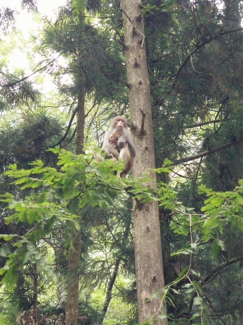 猴哥跟它的猴儿