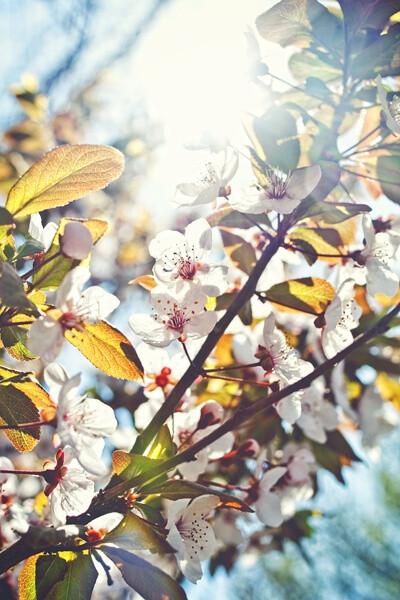 火树银花。花名求科普……