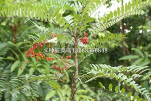 马来人参：东革阿里 学名：Eurycoma longifolia Jack 英文名：Ali's Umbrella 　 别名：马来参、南洋人参 科属：苦木科(Simarubaceae） (Eurycoma)属