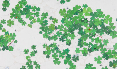 绿色，叶子，清新，插画