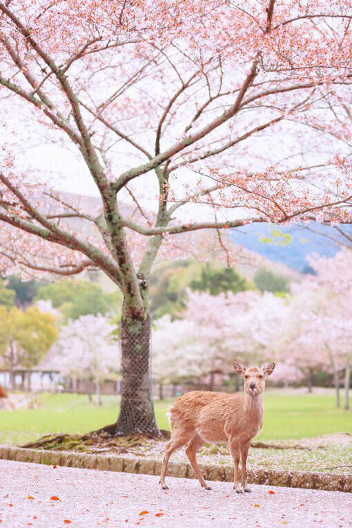摄影师刘顺儿妞唯美的樱花与鹿旅行摄影作品