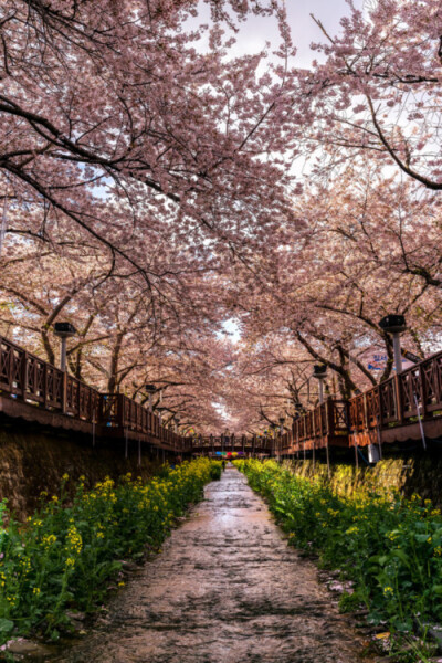 樱花 风景 旅途