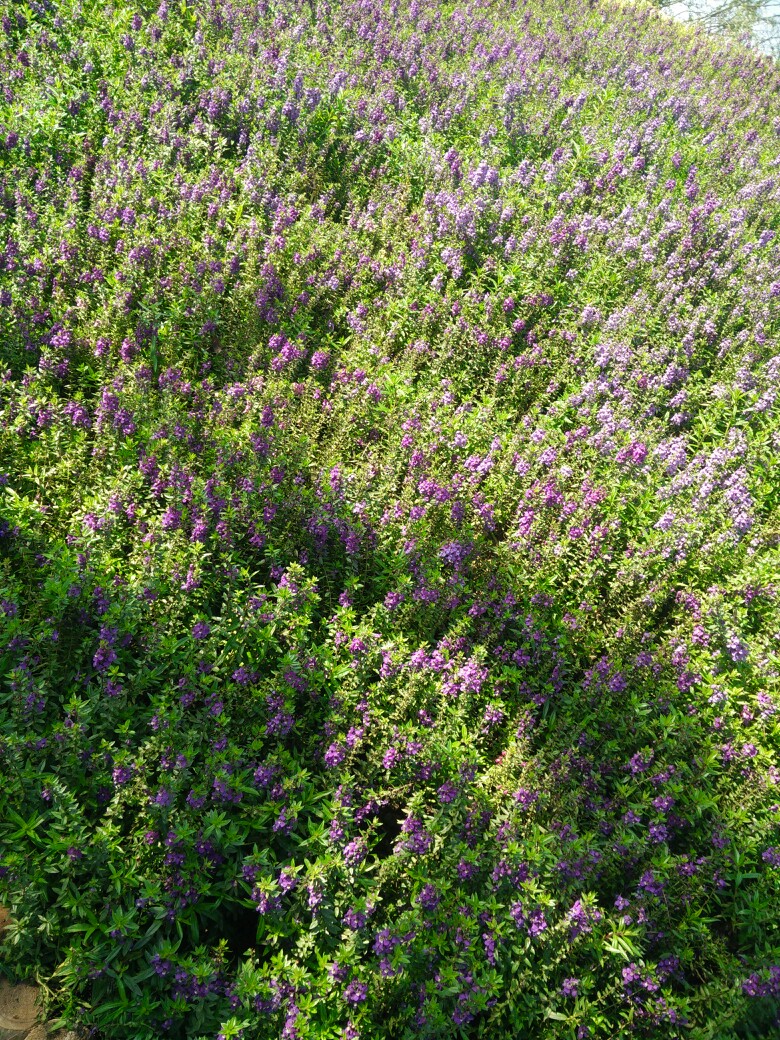 美丽紫花