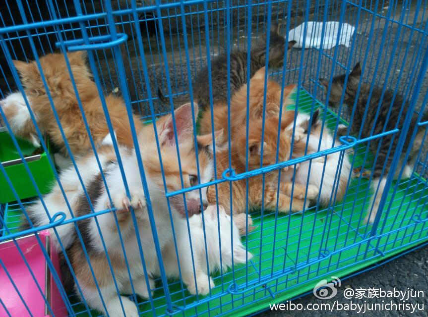 古城公园-人民路-方浜中路-光启路-学院路-西姚家弄-西牌楼路-复兴东路-巡道街-乔家路-凝和路-河南南路-尚文路-一栗街-文庙街-柳江街-梦花街-曹家街--复兴东路-肇方弄-孔家弄-松雪街-露香园路-大境路-人民路-旧仓街-福佑路-古城公园